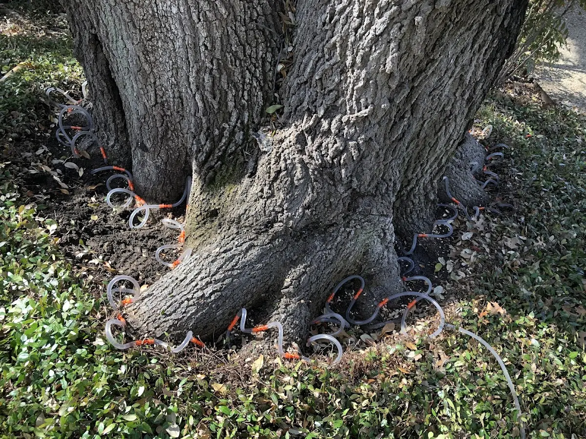 Detailed Shrub and Hedge Trimming job site in Deering