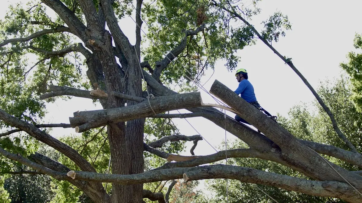 Professional Hazardous Tree Removal performed by certified arborists in Deering