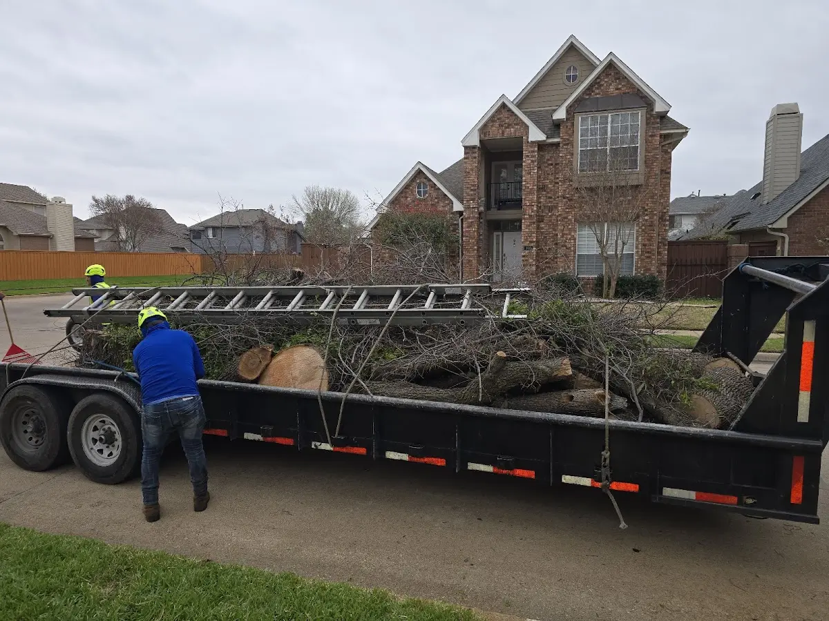 Expert Tree Removal with proper safety equipment in Deering